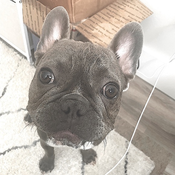 meet Stitch, the stud 🐾 - Picture 1 of 12